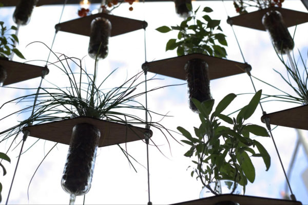 Plants in pots mounted on vertical wires